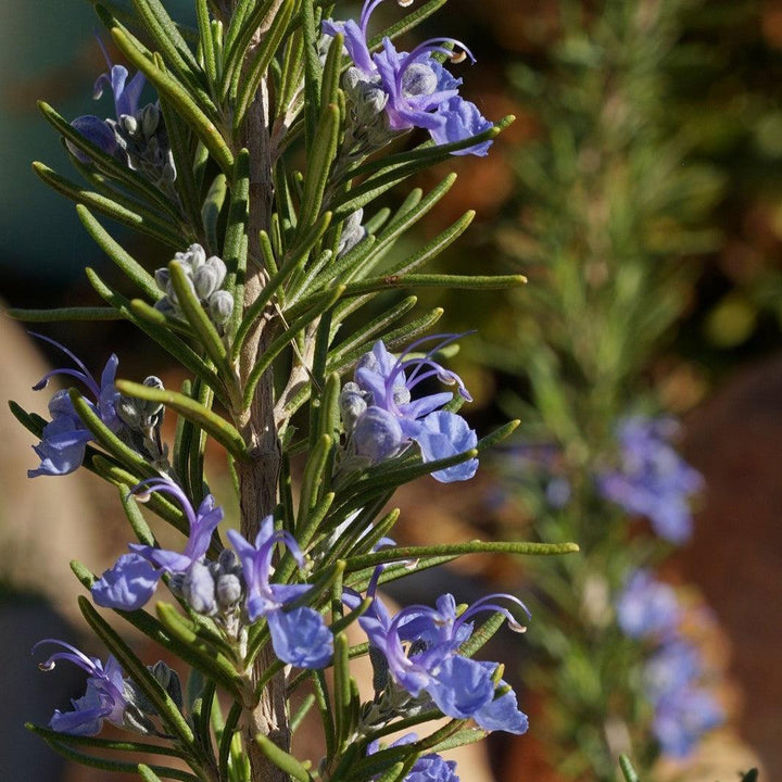 Rosmarinus officinalis 'Spice Island' ~ Spice Island Rosemary-ServeScape