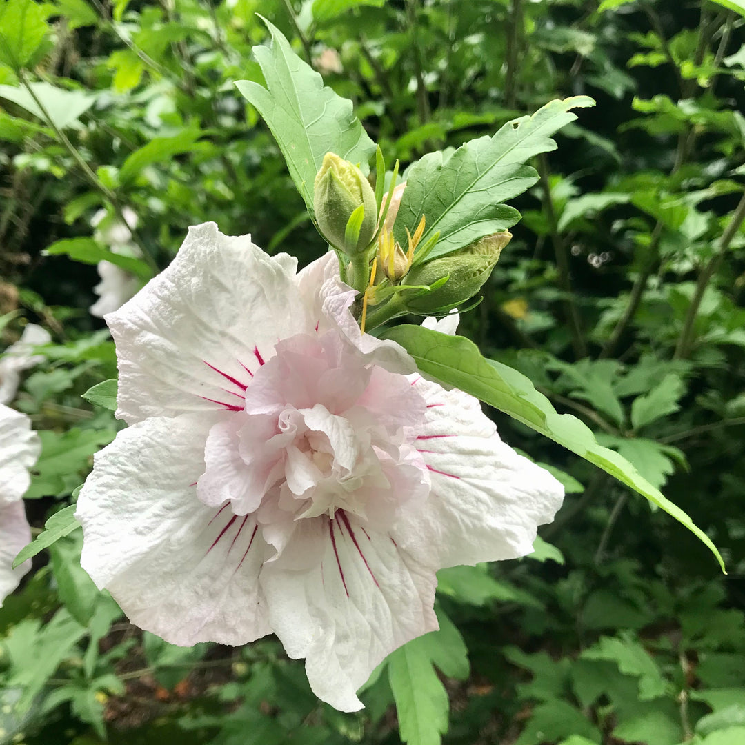 Hibiscus syriacus 'Minspot' ~ Fijii™ Hibiscus-ServeScape