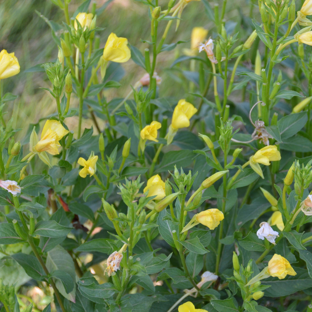 Oenothera biennis ~ Evening Primrose-ServeScape