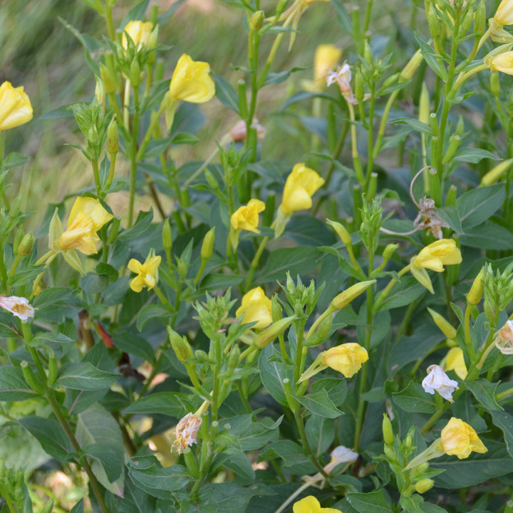 Oenothera biennis ~ Evening Primrose-ServeScape