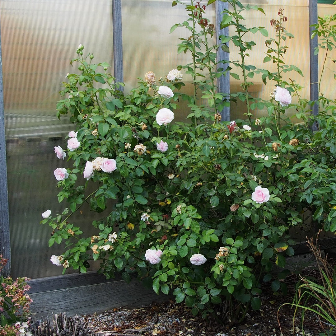 Rosa 'AUSmixture' ~ Olivia™ Rose-ServeScape