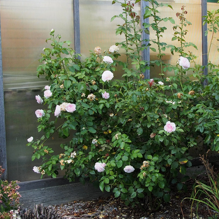 Rosa 'AUSmixture' ~ Olivia™ Rose-ServeScape