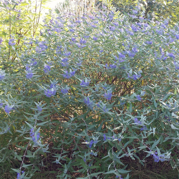 Caryopteris x clandonensis ‘Longwood Blue' ~ Longwood Blue Bluebeard-ServeScape