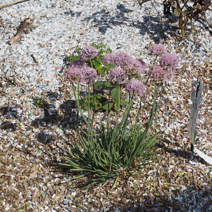 Allium senescens 'Blue Eddy' ~ Blue Eddy Ornamental Onion-ServeScape