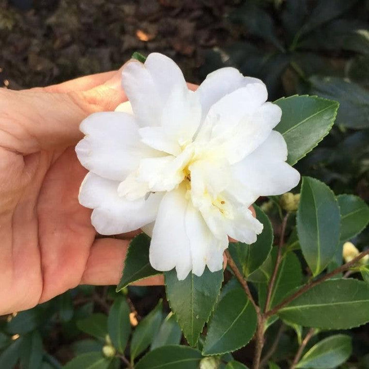 Camellia × ‘Snow Flurry’ ~ Snow Flurry Camellia-ServeScape
