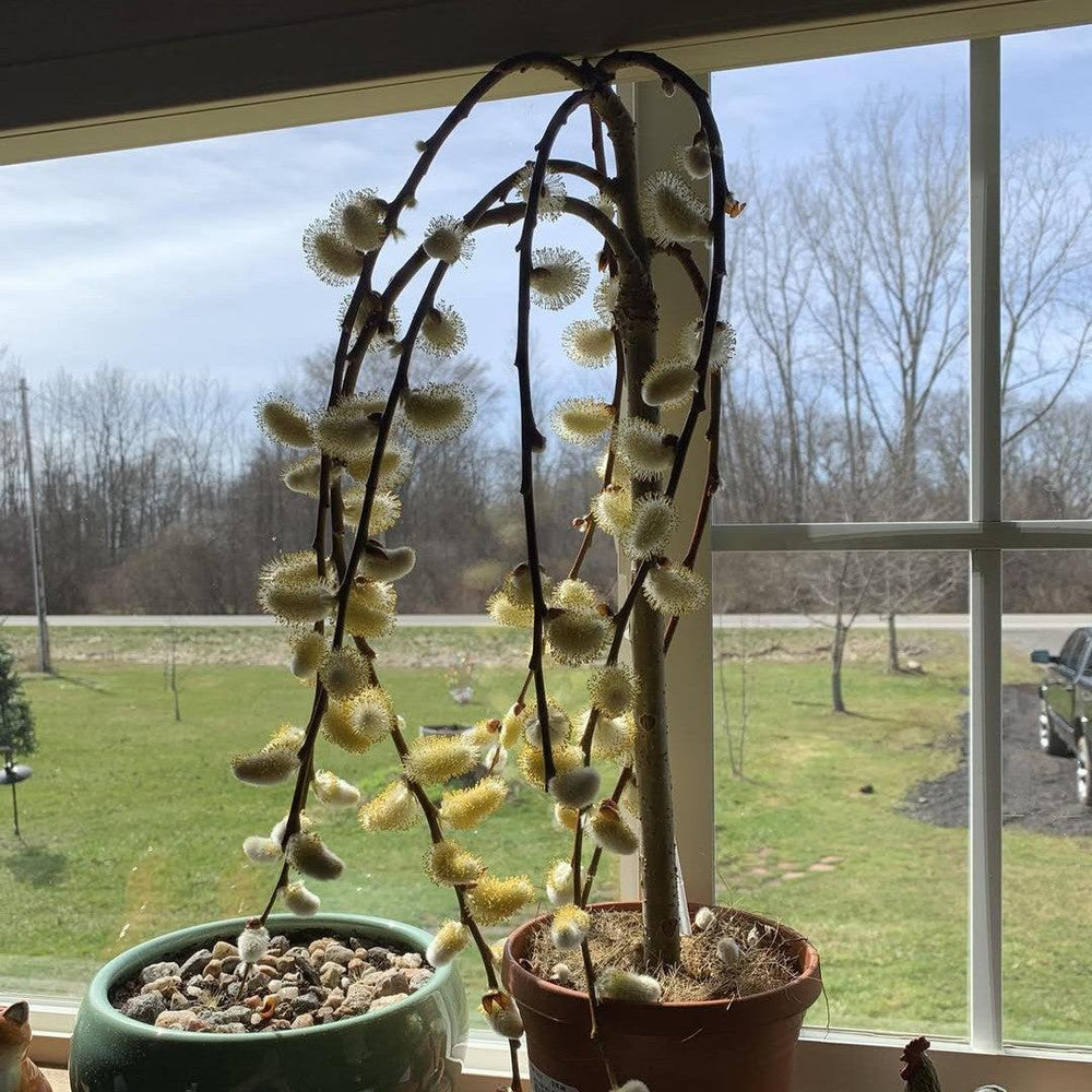 Salix caprea 'Pendula' ~ Weeping Pussy Willow-ServeScape