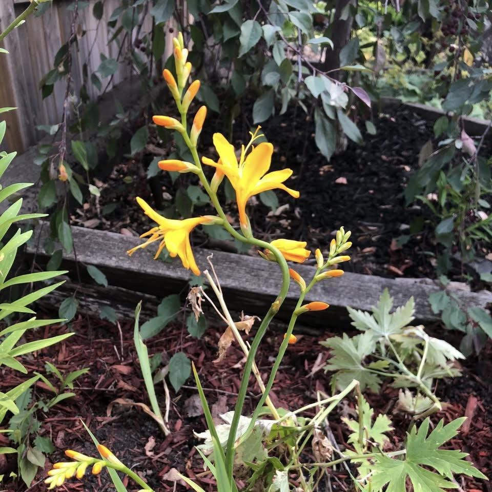 Crocosmia x crocosmiiflora 'George Davison’ ~ George Davison Crocosmia-ServeScape