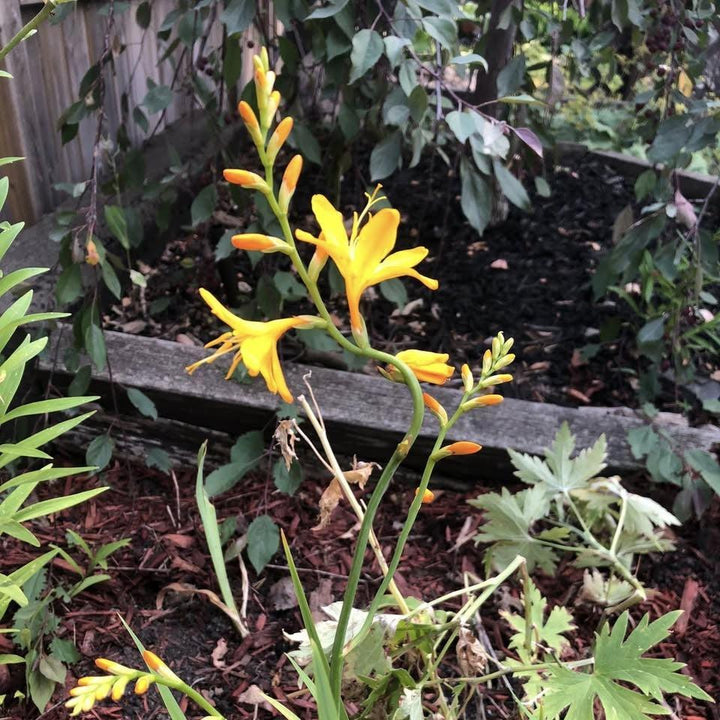 Crocosmia x crocosmiiflora 'George Davison’ ~ George Davison Crocosmia-ServeScape