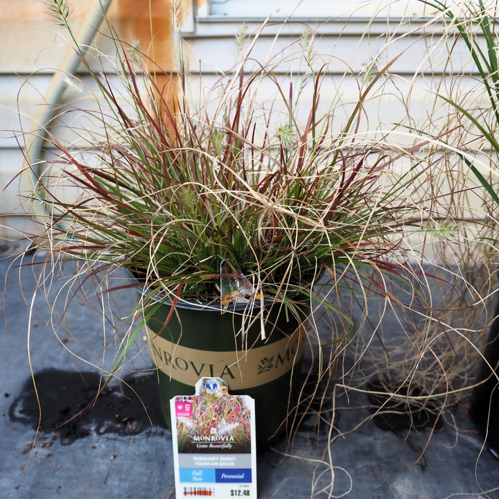 Pennisetum alopecuroides 'Burgundy Bunny' ~ Burgundy Bunny Fountain Grass-ServeScape