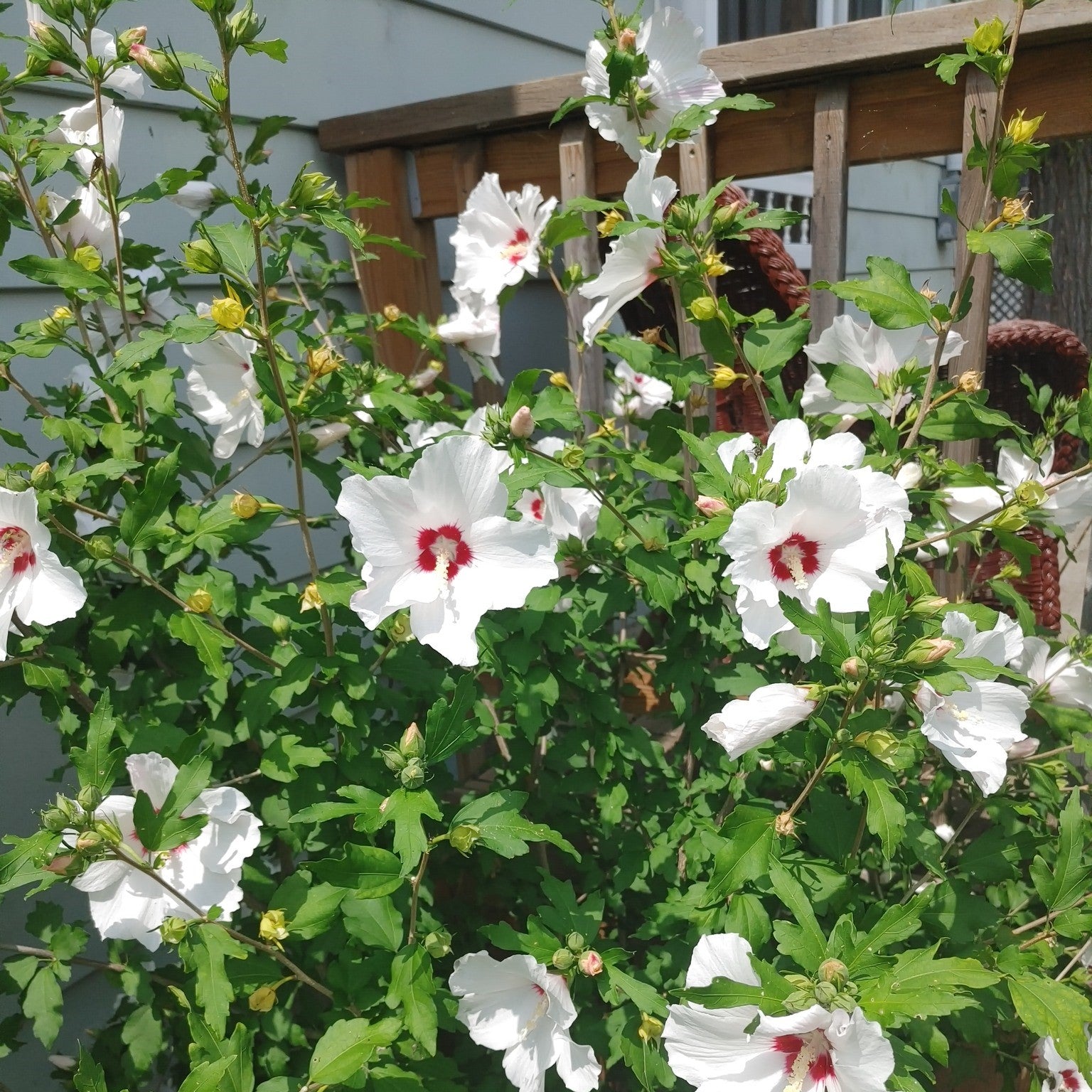Hibiscus syriacus 'Morning Star' ~ Morning Star Althea-ServeScape