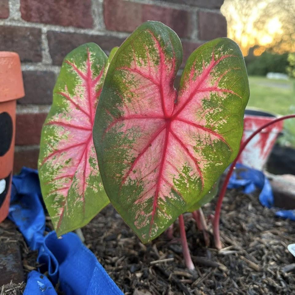 Caladium 'Cherry Blossom' ~ Cherry Blossom Caladium-ServeScape