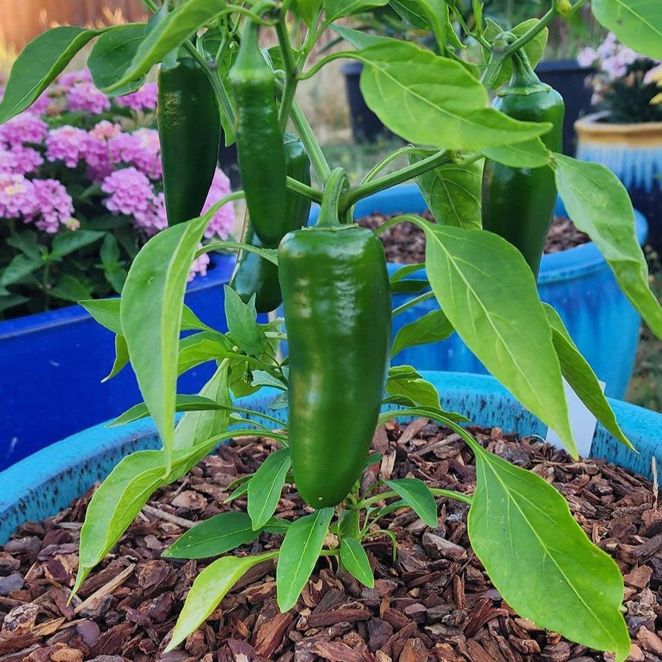 Capsicum annuum 'Pantera Jalapeno' ~ Pantera Jalapeno Pepper-ServeScape