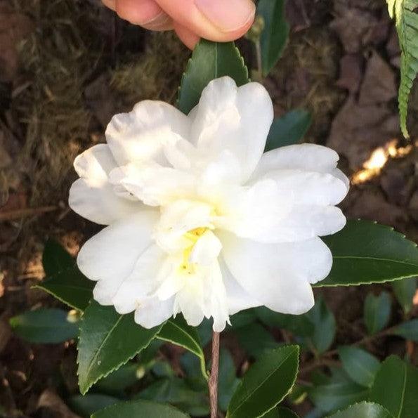 Camellia × ‘Snow Flurry’ ~ Snow Flurry Camellia-ServeScape