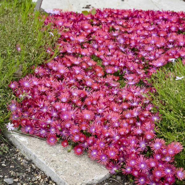 Delosperma 'Action Shot' ~ Flashmob™ ‘Action Shot’ Ice Plant-ServeScape