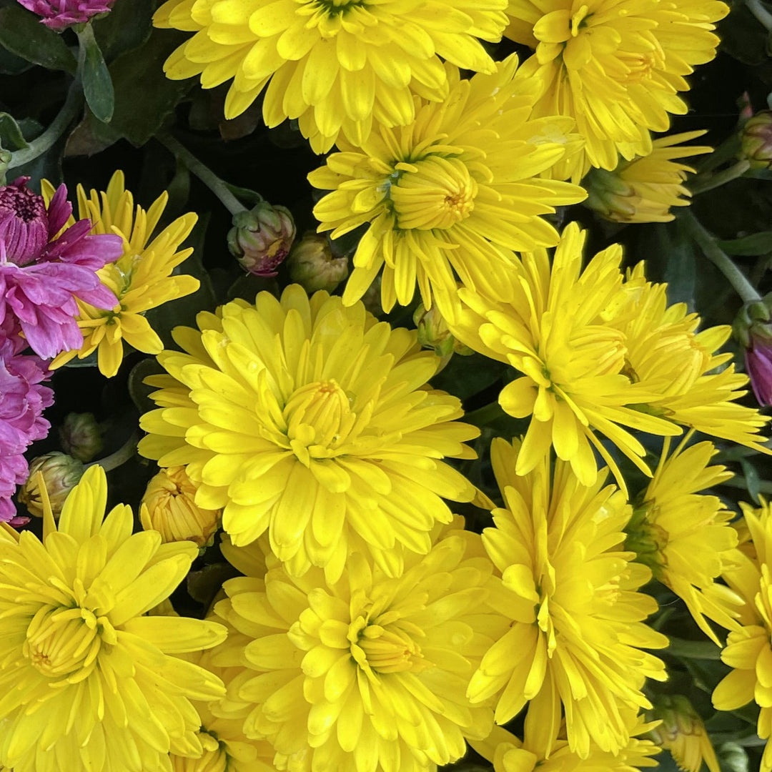 Chrysanthemum x morifolium 'Amiko Yellow' ~ Belgian Mums® Amiko Yellow Mum-ServeScape