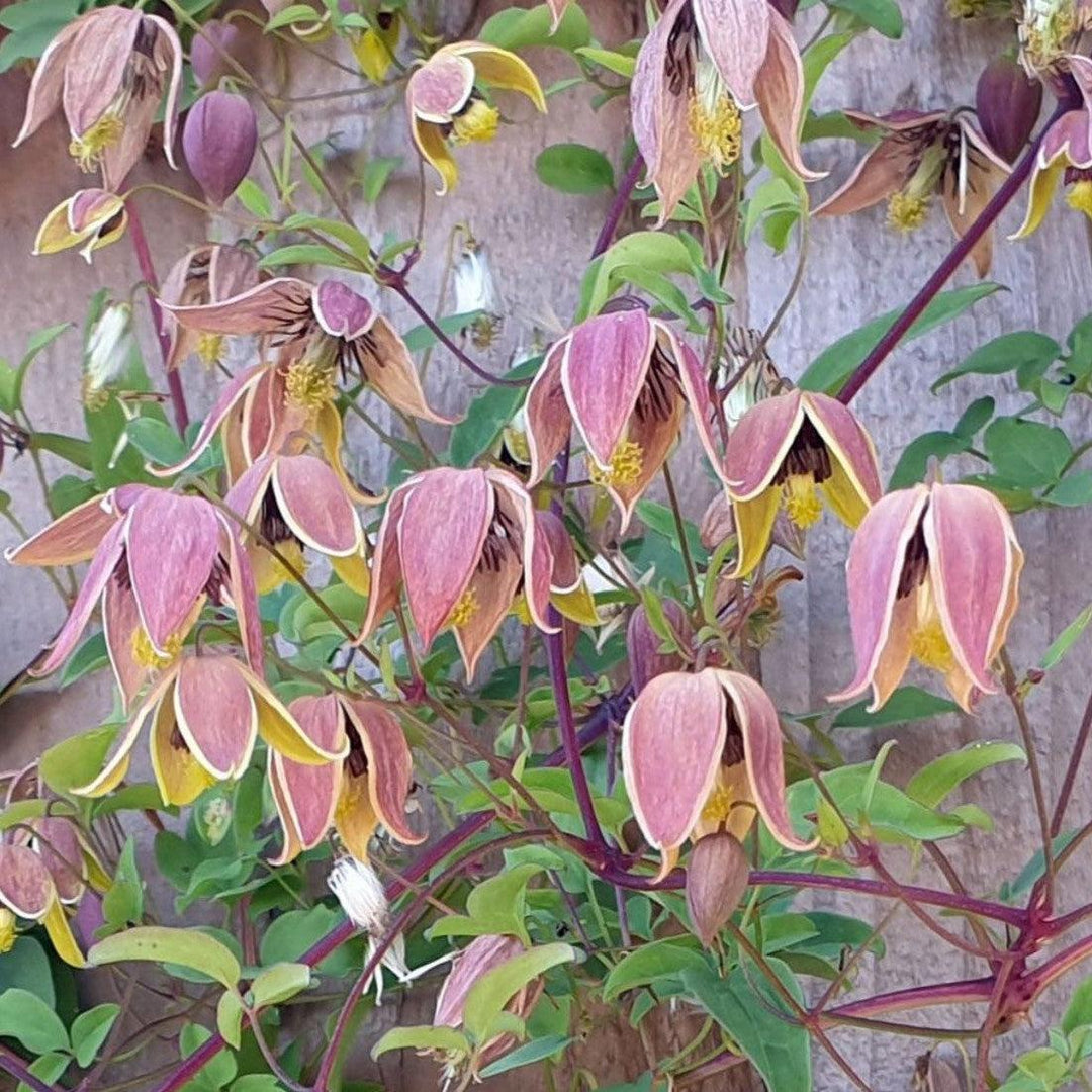 Clematis 'My Angel' ~ My Angel Clematis-ServeScape