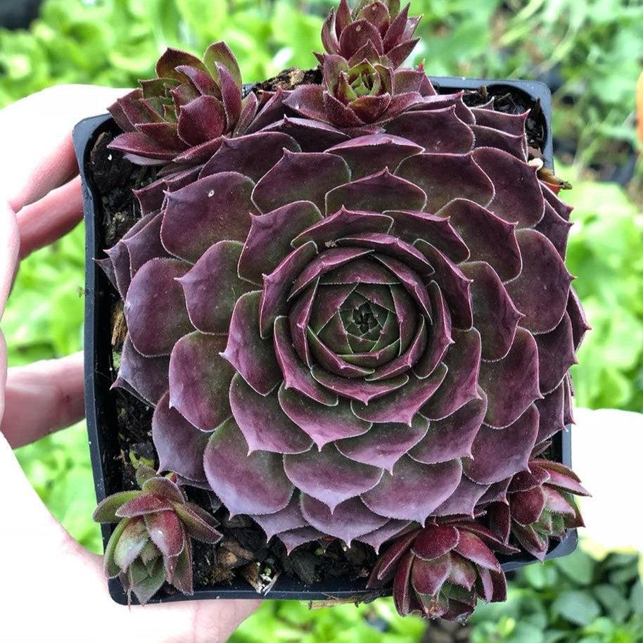Sempervivum 'Silver King' ~ Silver King Hens and Chicks-ServeScape