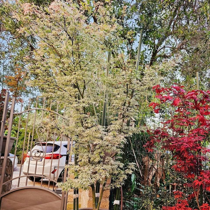 Acer palmatum 'Ukigumo' ~ Floating Clouds Japanese Maple-ServeScape