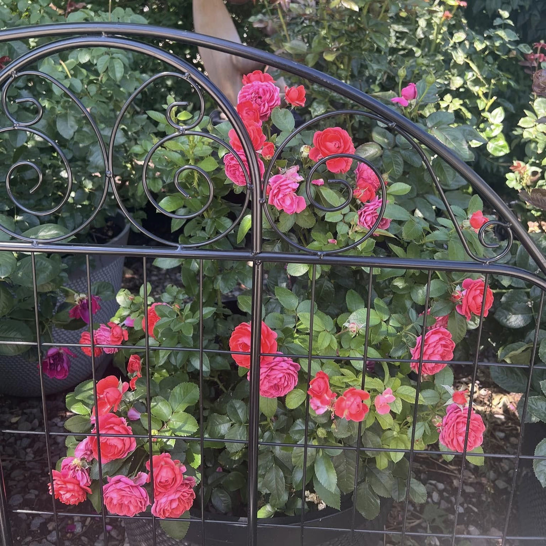 Rosa 'Meillersroc' PP 36,170 ~ Desert Sky™ Rose-ServeScape