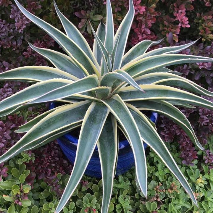 Mangave 'Navajo Princess' ~ Mad About Mangave® Navajo Princess Mangave-ServeScape