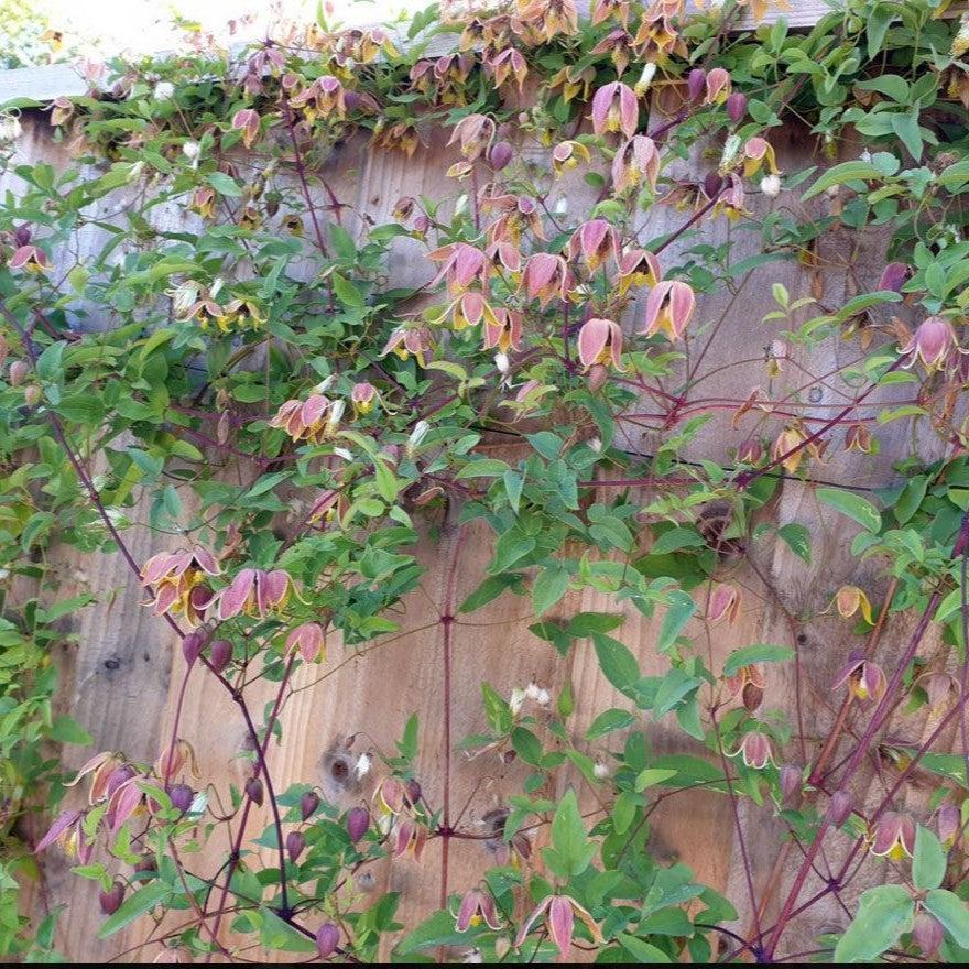 Clematis 'My Angel' ~ My Angel Clematis-ServeScape