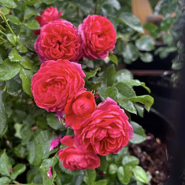 Rosa 'Meillersroc' PP 36,170 ~ Desert Sky™ Rose-ServeScape