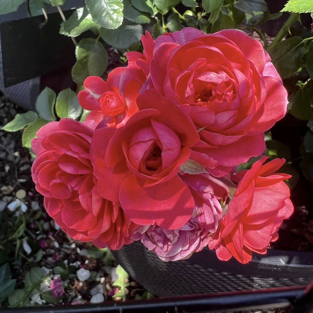 Rosa 'Meillersroc' PP 36,170 ~ Desert Sky™ Rose-ServeScape