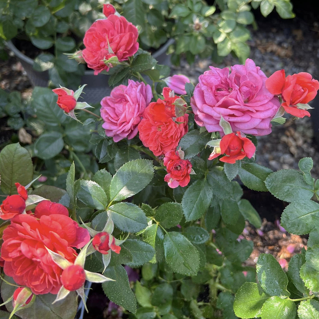 Rosa 'Meillersroc' PP 36,170 ~ Desert Sky™ Rose-ServeScape