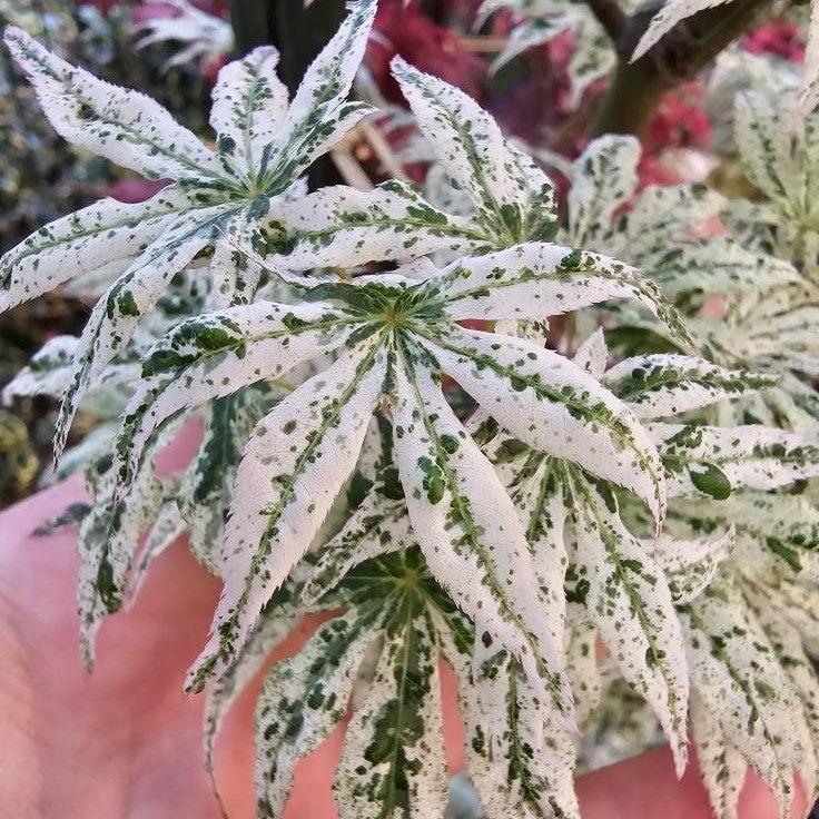 Acer palmatum 'Ukigumo' ~ Floating Clouds Japanese Maple-ServeScape