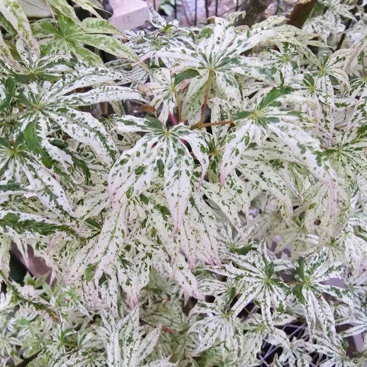 Acer palmatum 'Ukigumo' ~ Floating Clouds Japanese Maple-ServeScape