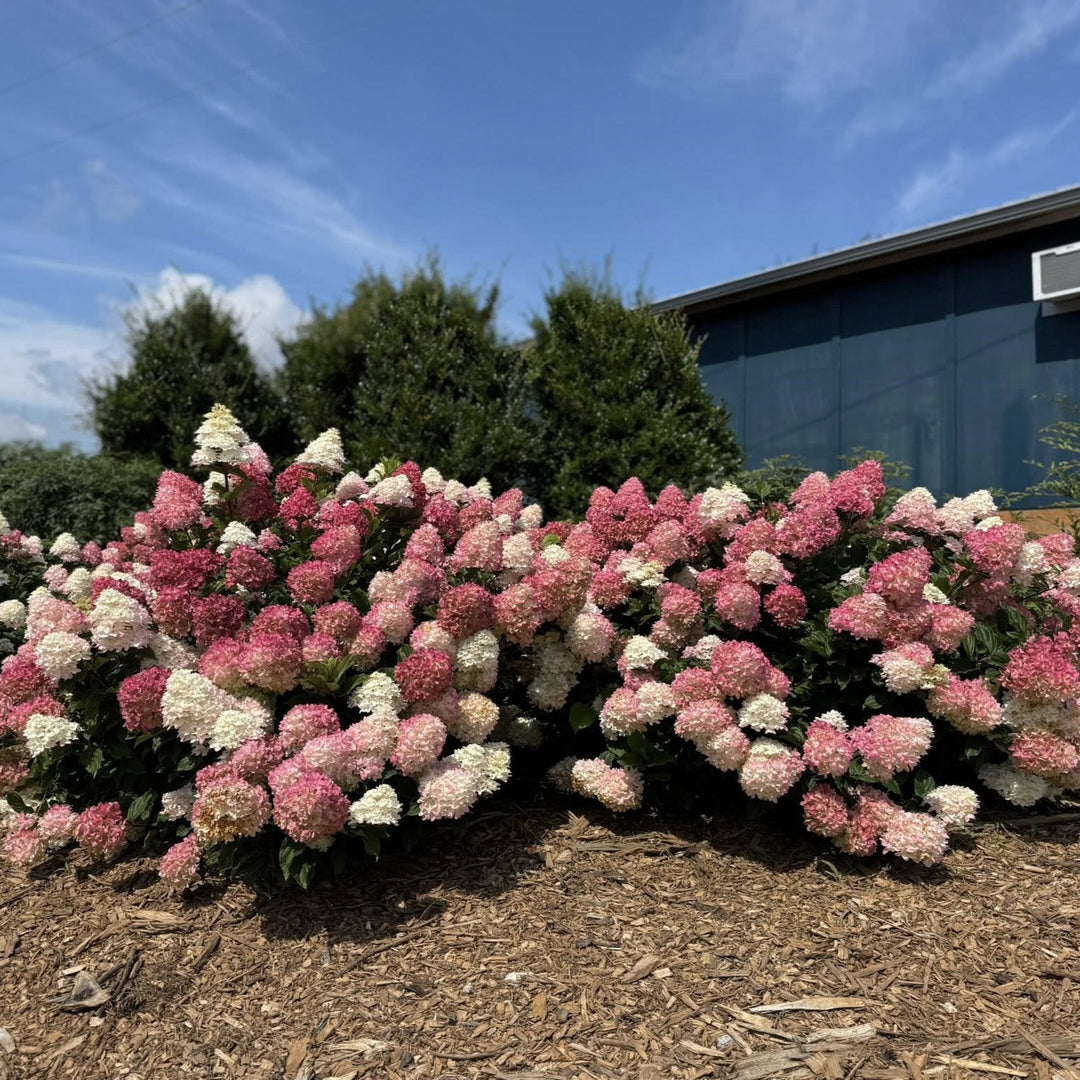 Hydrangea paniculata 'Spring Sizzle' ~ First Editions® Spring Sizzle® Hydrangea-ServeScape