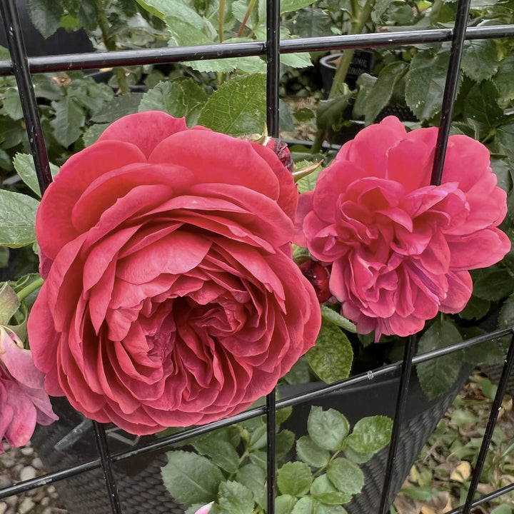 Rosa 'Meillersroc' PP 36,170 ~ Desert Sky™ Rose-ServeScape