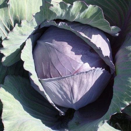 Brassica oleracea var. capitata 'Red Jewel' ~ Red Jewel Cabbage-ServeScape