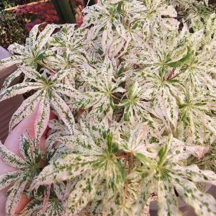 Acer palmatum 'Ukigumo' ~ Floating Clouds Japanese Maple-ServeScape