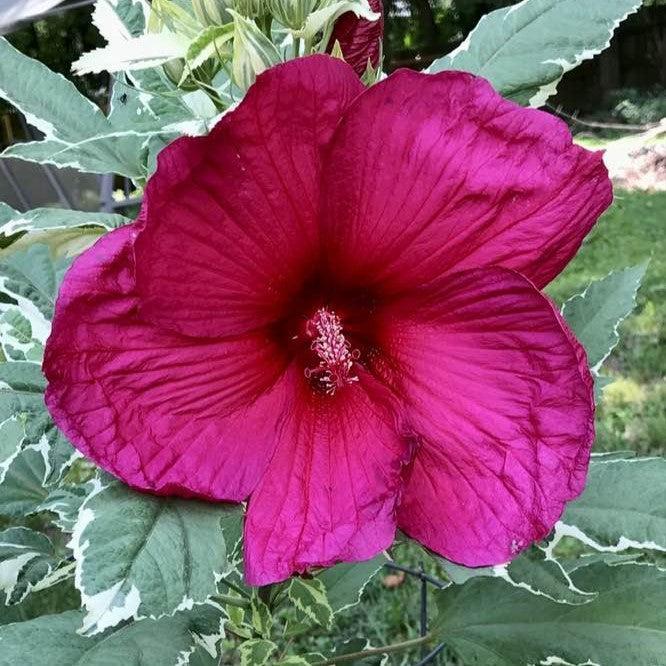 Hibiscus 'Summer Carnival' ~ Summer Carnival Hibiscus-ServeScape