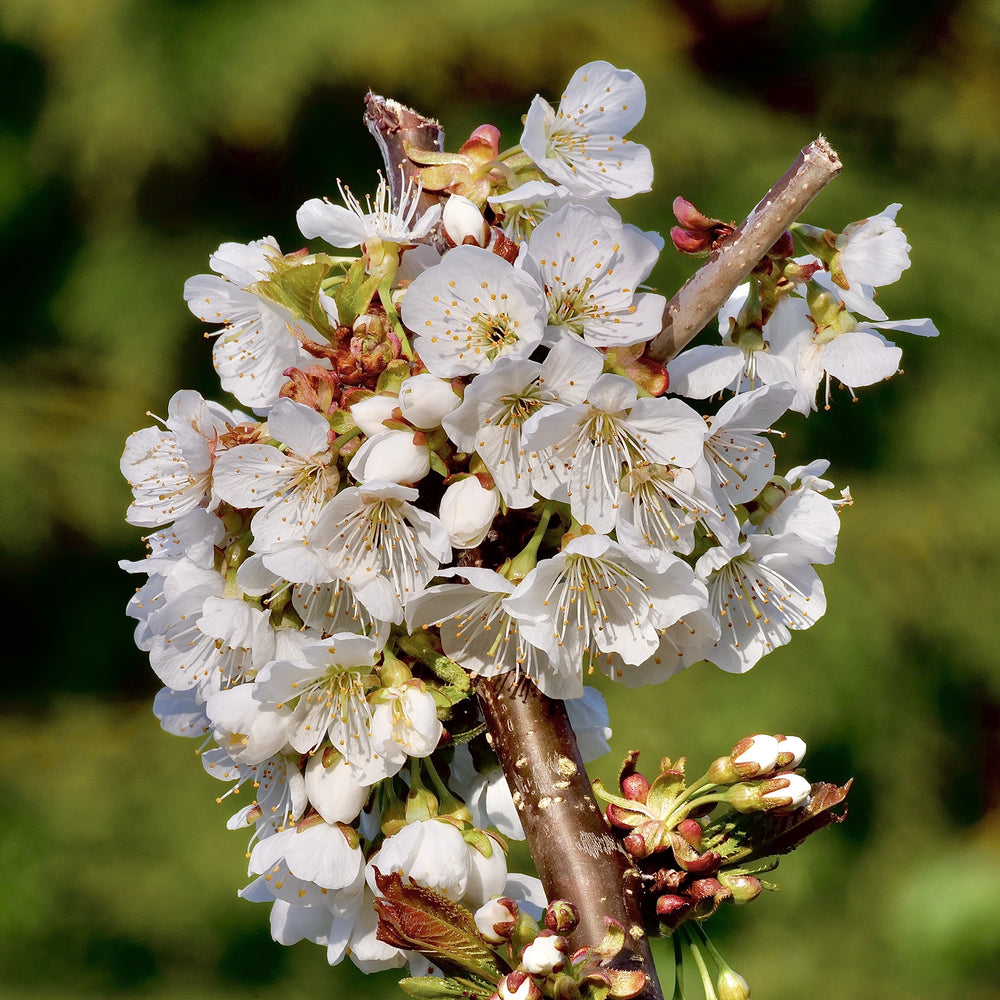 Prunus avium 'Stella' ~ Stella Sweet Cherry-ServeScape