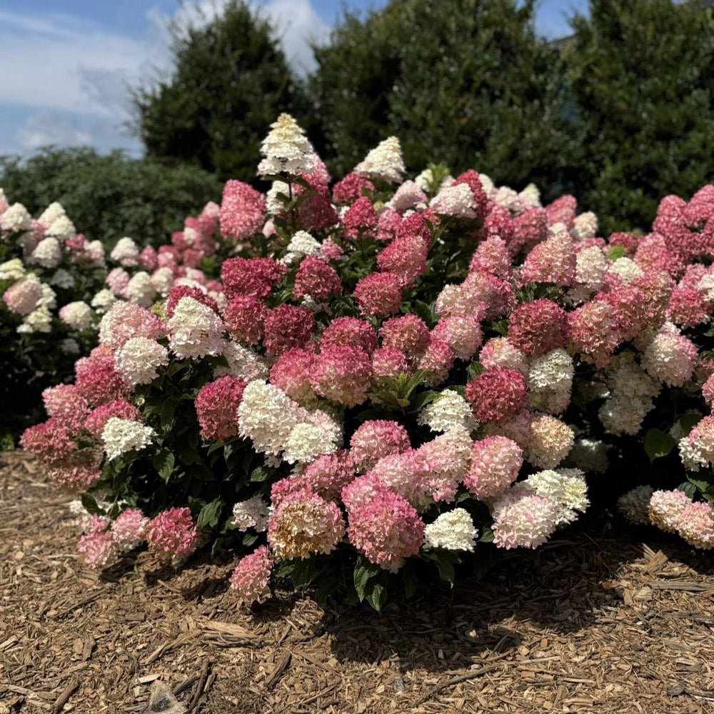 Hydrangea paniculata 'Spring Sizzle' ~ First Editions® Spring Sizzle® Hydrangea-ServeScape