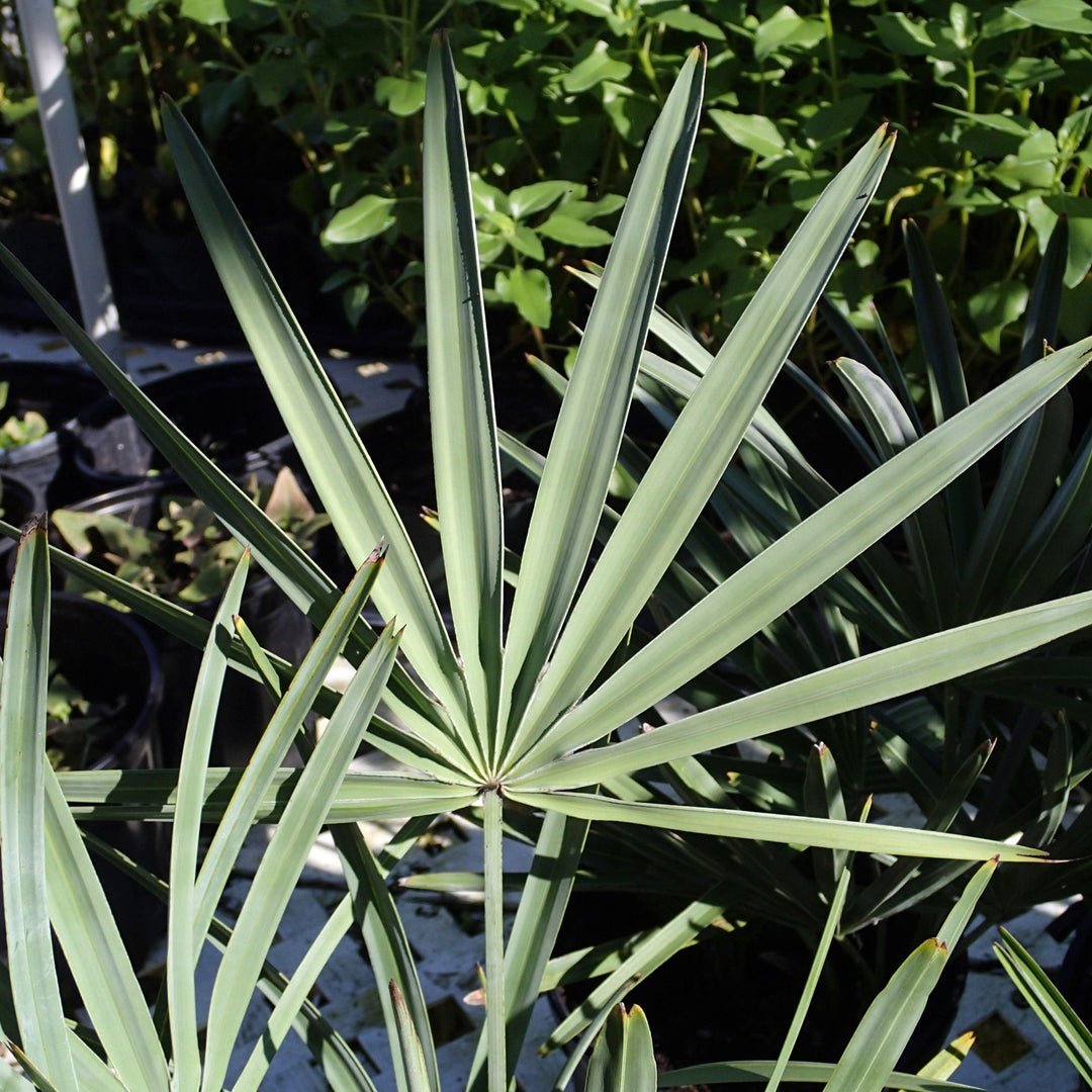 Serenoa repens ~ Saw Palmetto, Silver-ServeScape