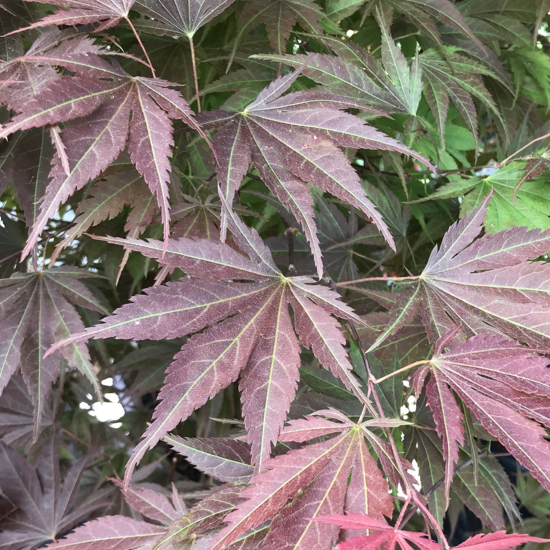 Acer palmatum 'Purple Ghost' ~ Purple Ghost Japanese Maple-ServeScape