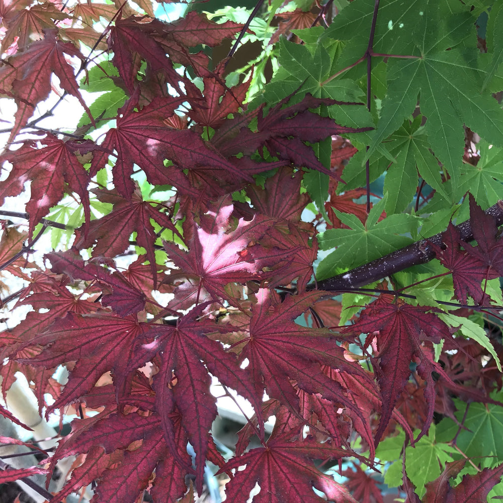 Acer palmatum 'Purple Ghost' ~ Purple Ghost Japanese Maple-ServeScape