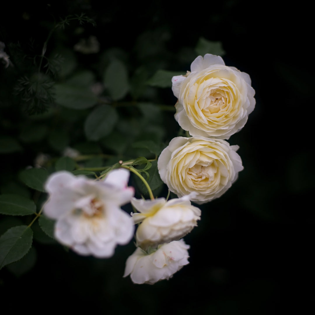 Rosa 'Ausprior' ~ Claire Austin Rose-ServeScape