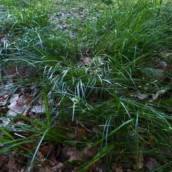 Carex divulsa ~ Grassland Sedge-ServeScape