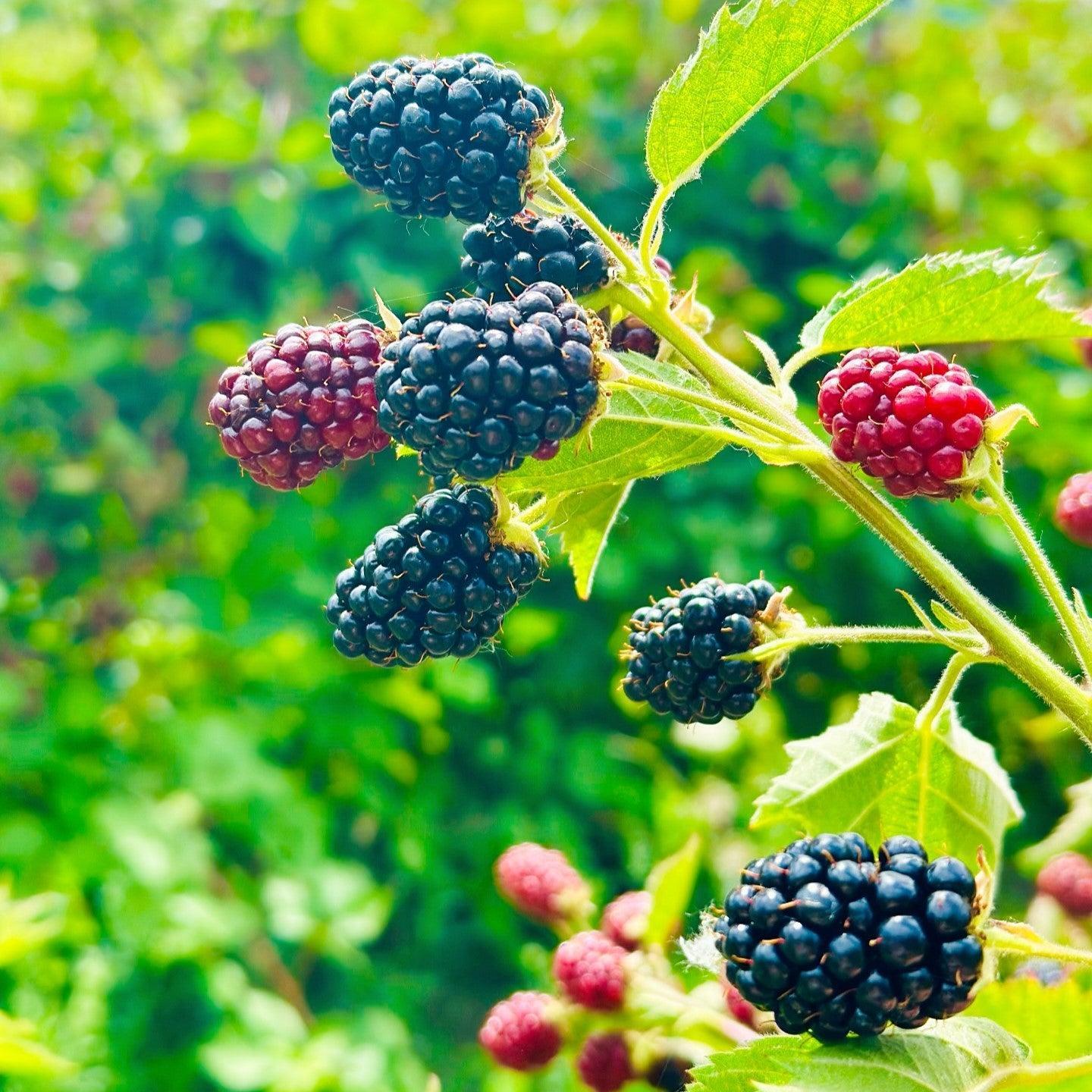 Rubus fruticosus 'Loch Ness' ~ Loch Ness Thornless Blackberry-ServeScape