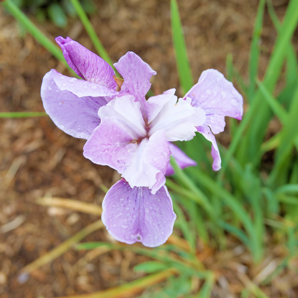 Iris sibirica 'Lavender Bounty' ~ Lavender Bounty Siberian Iris-ServeScape