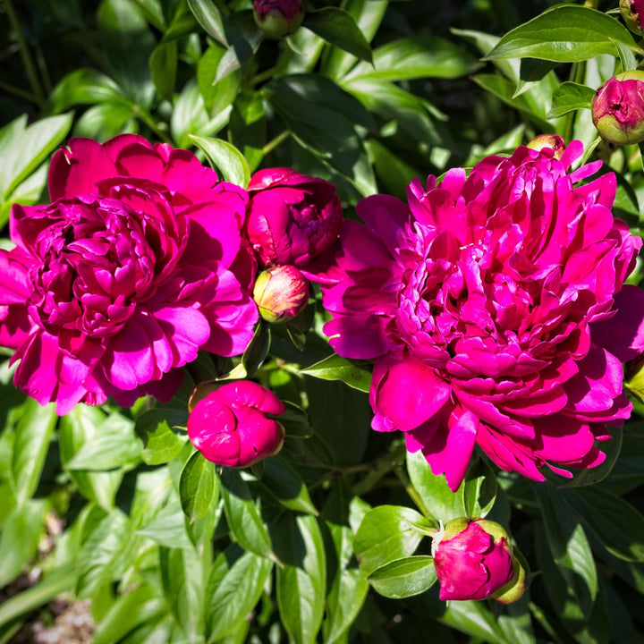 Paeonia 'Paul M WIld' ~ Paul M Wild Peony-ServeScape