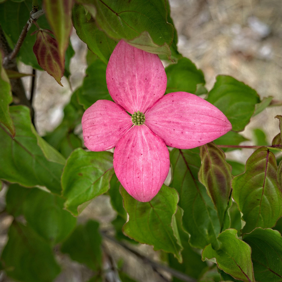 Cornus kousa 'Rutpink' ~ Scarlet Fire® Dogwood-ServeScape