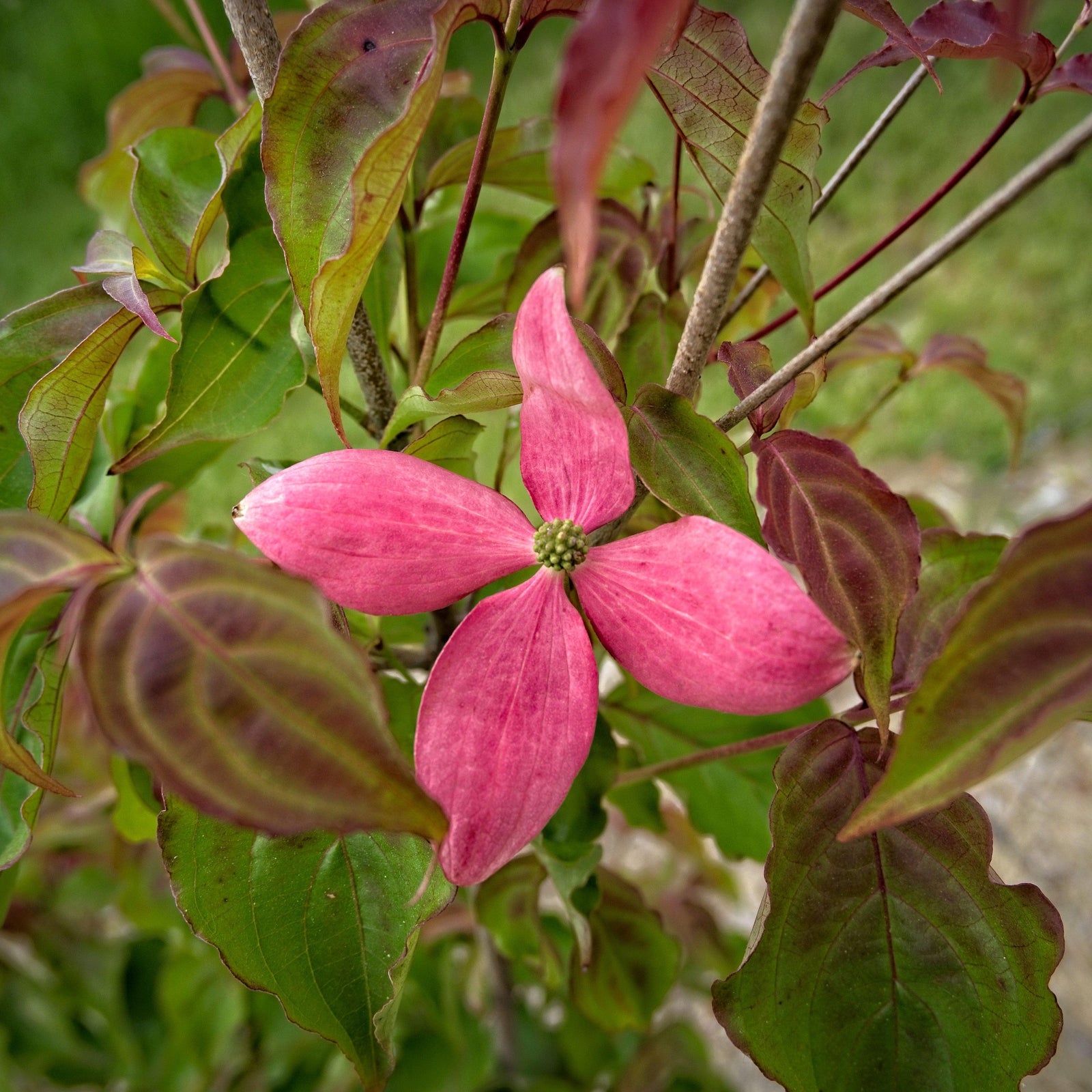 Cornus kousa 'Rutpink' ~ Scarlet Fire® Dogwood-ServeScape