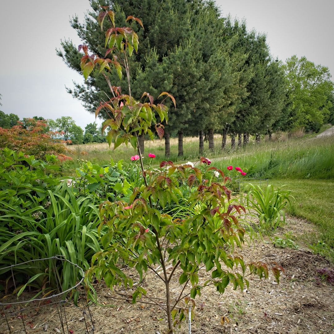 Cornus kousa 'Rutpink' ~ Scarlet Fire® Dogwood-ServeScape