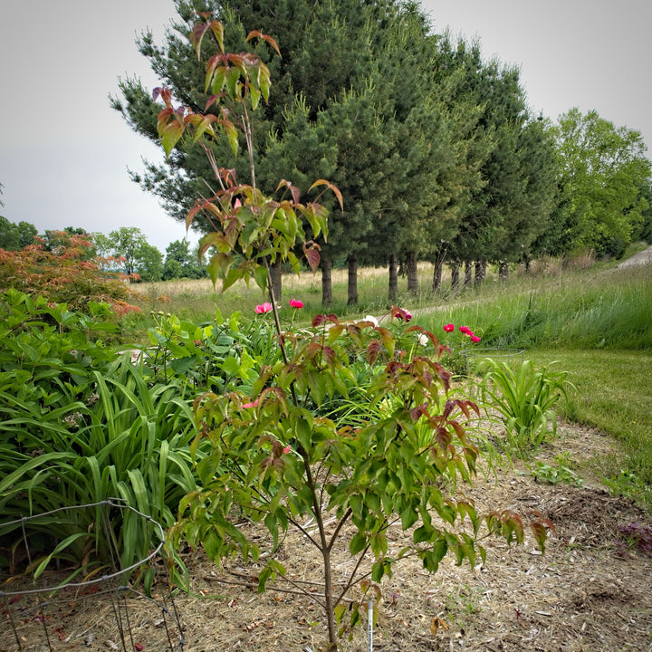 Cornus kousa 'Rutpink' ~ Scarlet Fire® Dogwood-ServeScape