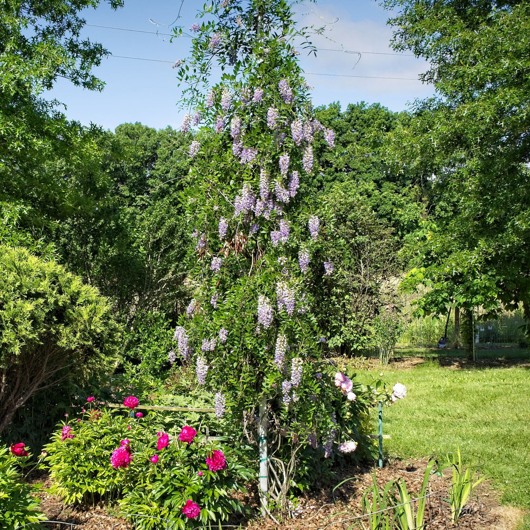 Wisteria macrostachys 'Blue Moon' ~ Blue Moon Wisteria-ServeScape